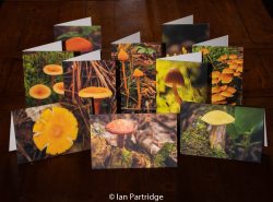 Mushroom Cards