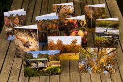 Autumn Cards